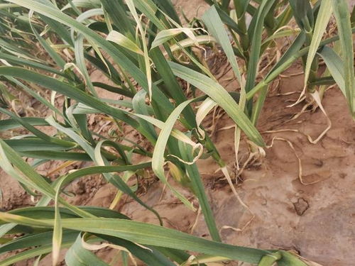 拌种的好处，你懂得吗？