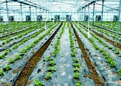 大棚种植，哪种草蕞赚钱？揭秘草种搭配攻略与设施农业草种选择指南