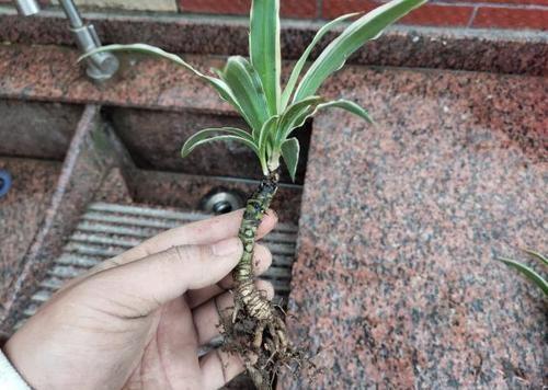 吊竹梅根茎烂了如何挽救