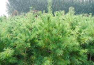 花卉种植技巧：因地制宜