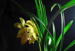 冬季的兰花：优雅的舞者