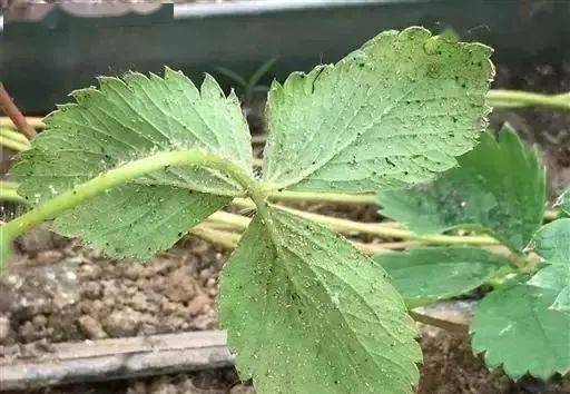 物理防治：黄板诱杀，防虫网隔离