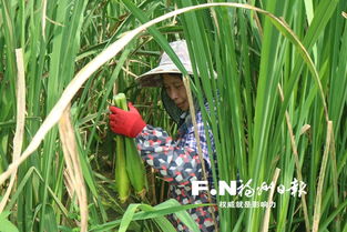 茭白树除草剂的选择， 鱼塘平安无虞