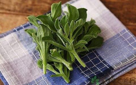 冰菜的种植正当时