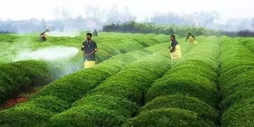 庄稼病害怎么就是治不住？