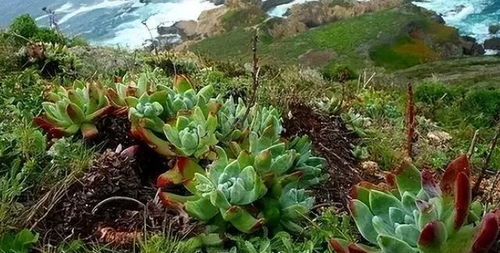 陕北气候特点与植物选择