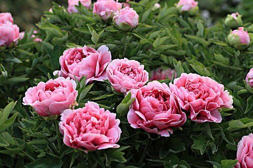 每年春季开花后进行次大修剪，去病弱、交叉、过密枝条，让植株梗健康。