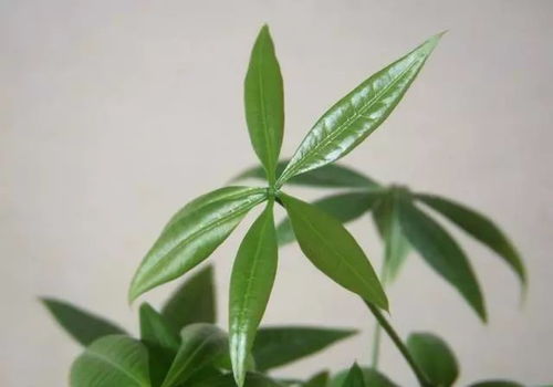 小发财树需适当修剪，促进旺盛生长