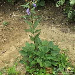 南方育苗要堪“桃花汛”