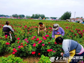 玫瑰花种植：土壤与浇水的艺术