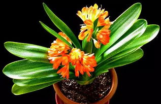 君子兰：净化空气的嫩手