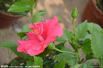 国花牡丹，你知道“花”的秘密吗