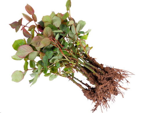 南阳月季苗的多样选择