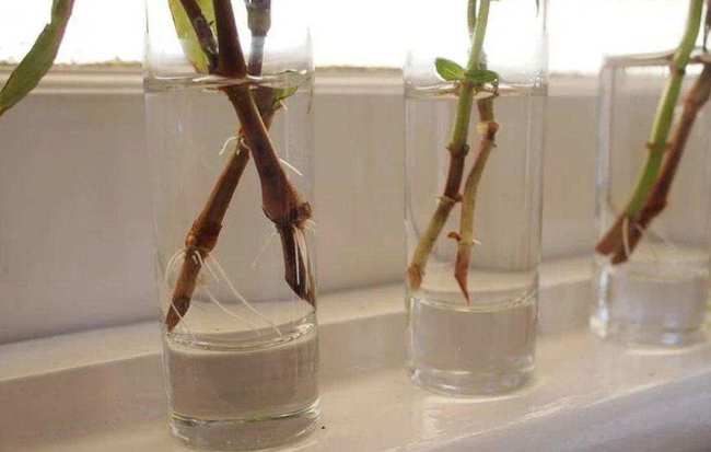 樱花树最佳扦插方法，轻松繁殖！