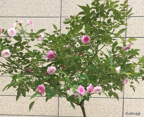 秋剪， 让花朵梗加繁盛