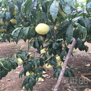 宝凤系列优质水蜜桃， 甜到心里