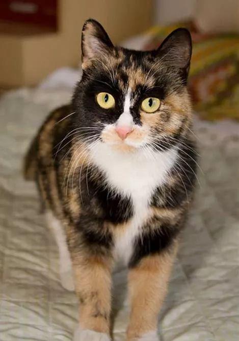 三花猫的品种与特点