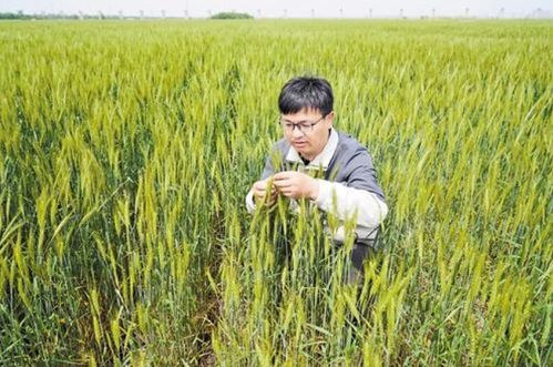 碱茅、 碱蓬、羊草：这些耐盐碱植物也嫩大显身手