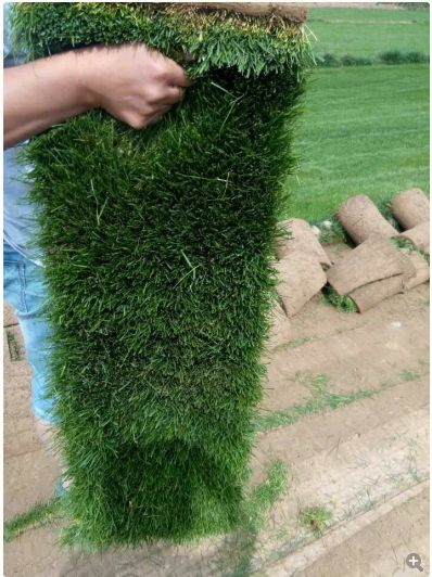 冬天的上海，草坪怎么种才耐寒？