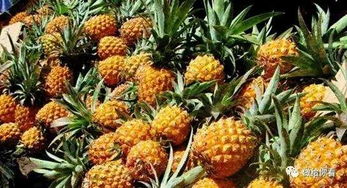 甜蜜蜜菠萝：美味与健康的结合