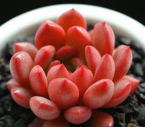 红宝石多肉植物怎么养？如何让叶片饱满、色泽鲜艳