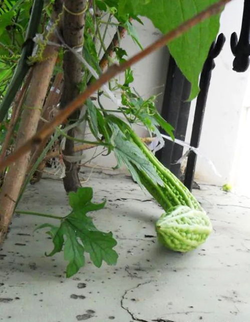阳台种植苦瓜的乐趣与挑战