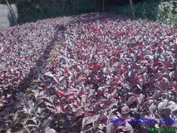 红花继木扦插基质和消毒杀菌