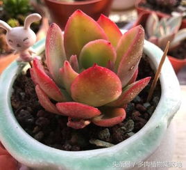 多肉植物种植，土壤和光照怎么选择