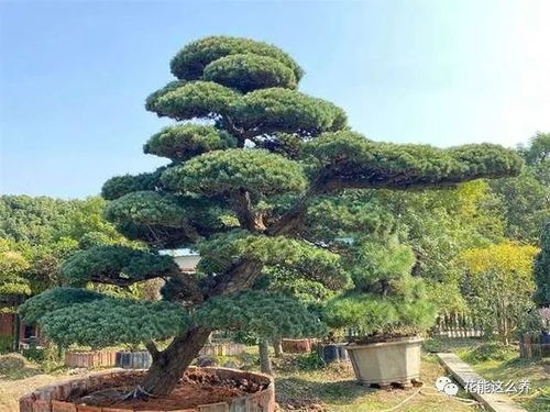 黑松可依施氮磷钾肥吗？