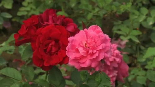 花开富贵，选牡丹还是月季？