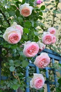 月季种植，美丽从这里开始