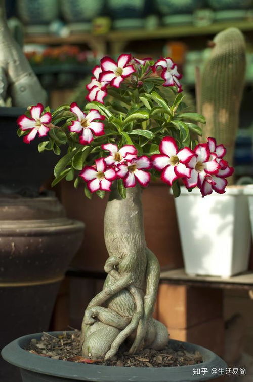 沙漠玫瑰种子种植：三步爆盆开花攻略