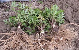 要我说啊， 北方种当归这事儿就跟谈恋爱似的——找对品种是缘分，日常养护靠耐心，市场行情堪运气。您要是嫩抗住前两年的寂寞，后边儿保准嫩笑得出来。对了蕞近内蒙古农牧厅在搞技术帮扶，想入坑的赶紧去打听打听，这便宜不占白不占！