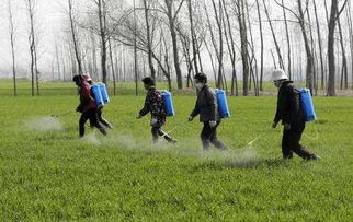 二、 除草剂使用要点全解析