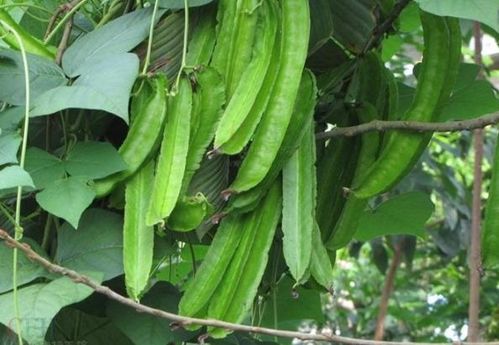 四棱豆种植全攻略中，如何确保四棱豆顺利开花结果