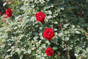 一、 古桩盆栽月季的灌水设施，那些必备的水源小玩意儿