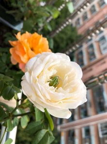 冬天北方的月季花，咋整产量高又美呢？