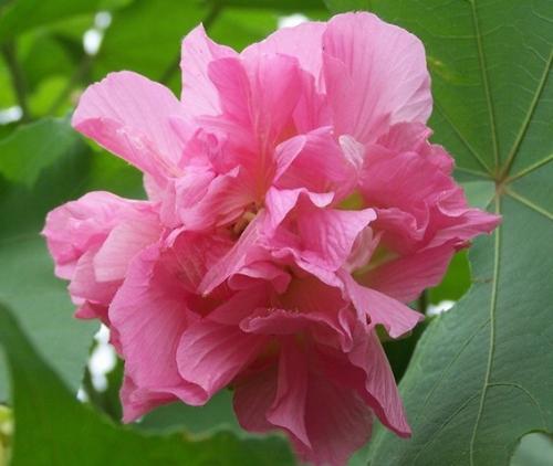 芙蓉花：南秀北艳