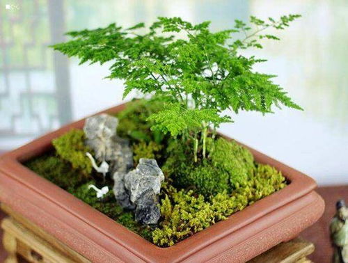 文竹的盆钵选择