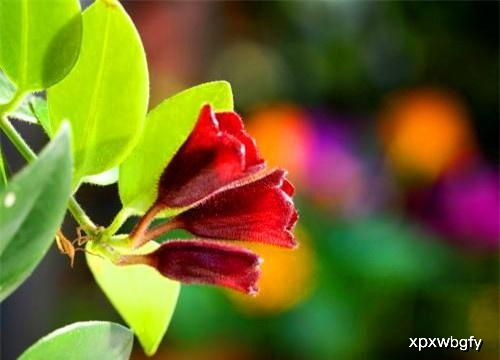 口红吊兰为什么总是不开花，有没有什么方法可以促使它开花