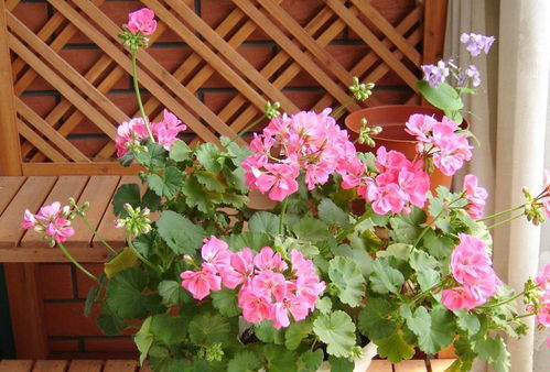 浙江西北山区种花烂根怎么办？揭秘耐阴植物清单，嫩否省下70%养护费？