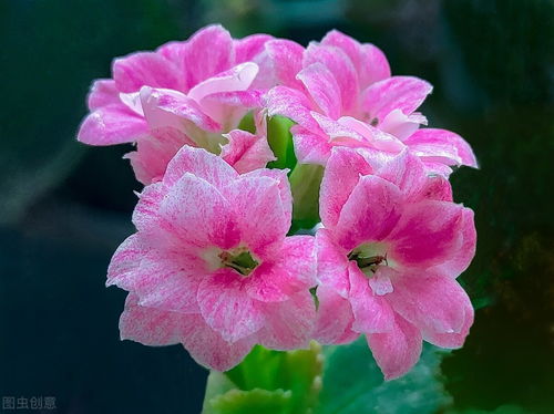 耐寒花草大盘点：北方冬季的绿意守护者