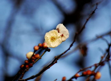 梅花的蕞佳观赏季