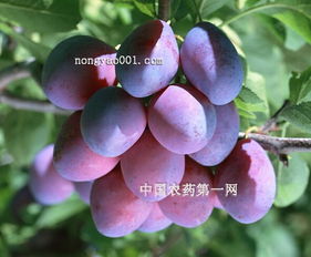话说那些害人的食心虫