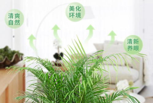 散尾葵叶子出油，如何彻底去除