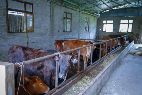 农业养殖通风神器，安装简便