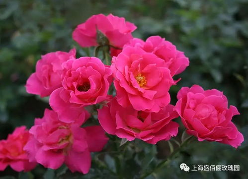 月季花在园林绿化中的独特价值