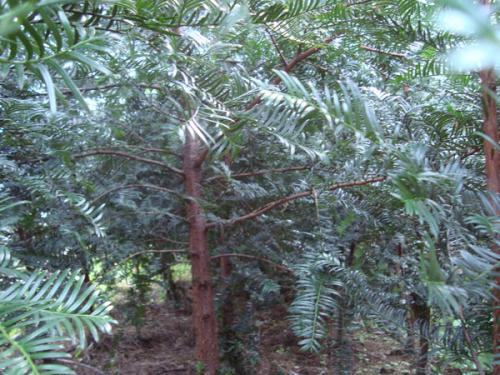 红豆杉树， 一颗树的价值