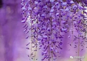 紫藤花的坚强与柔弱
