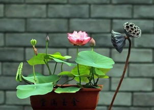 碗莲新芽干枯，是缺水还是病虫害